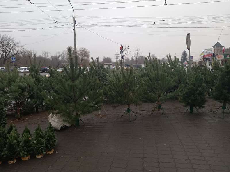 У Луцьку почали продавати ялинки: скільки коштує святкове дерево (фото)
