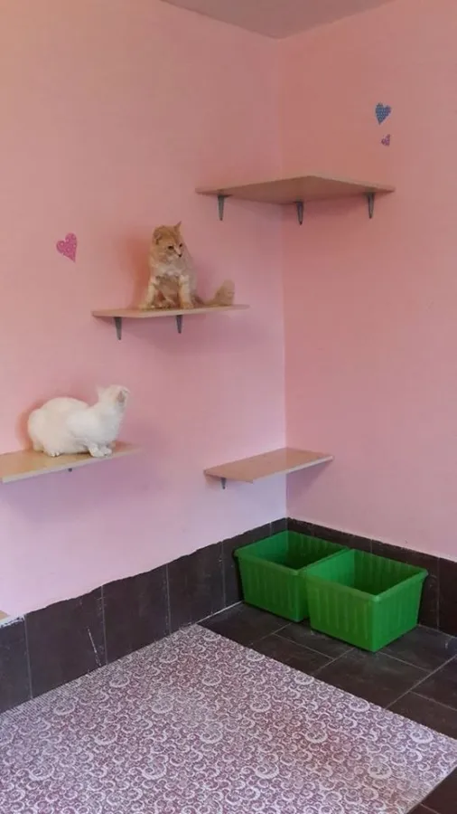 У Луцьку з'явиться «котячий» готель