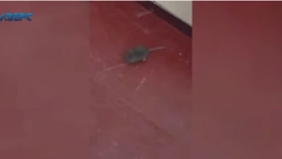 Бігали на уроках і залазили у ранці: луцький ліцей атакували миші (відео)