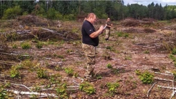 Мільйонні збитки: в Ковельському районі незаконно зрізали майже 3000 дерев (фото)