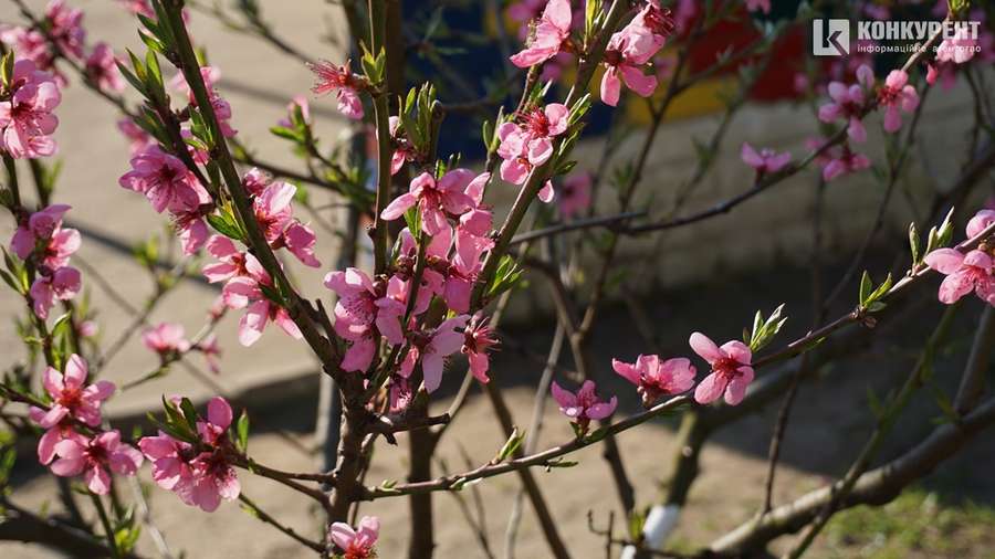 Сонце, квіти і коти: Луцьк заполонила справжня весна (фото)