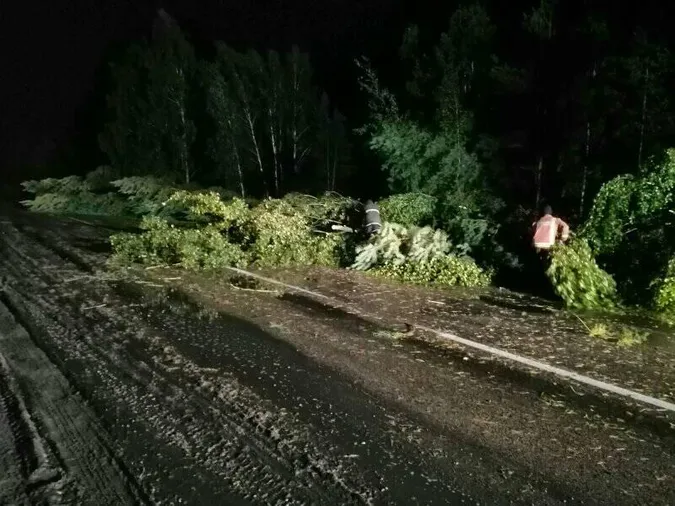 Негода на Волині повалила дерева (фото)
