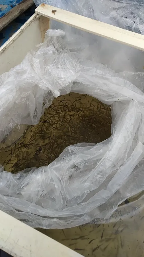 У Хрінницьке водосховище заселили 20 тисяч щук (відео)