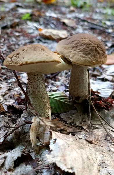 Бабки, решетняки, боровики: у Цуманському лісі збирають гриби міні (фото)