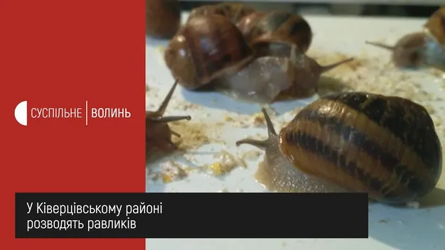 У Ківерцівському районі вирощують середземноморських равликів (фото, відео)