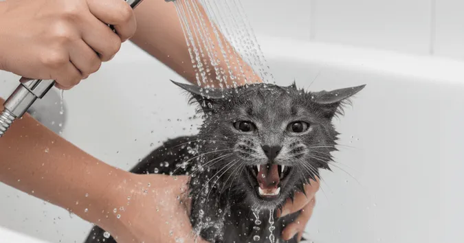 Чому коти не люблять воду