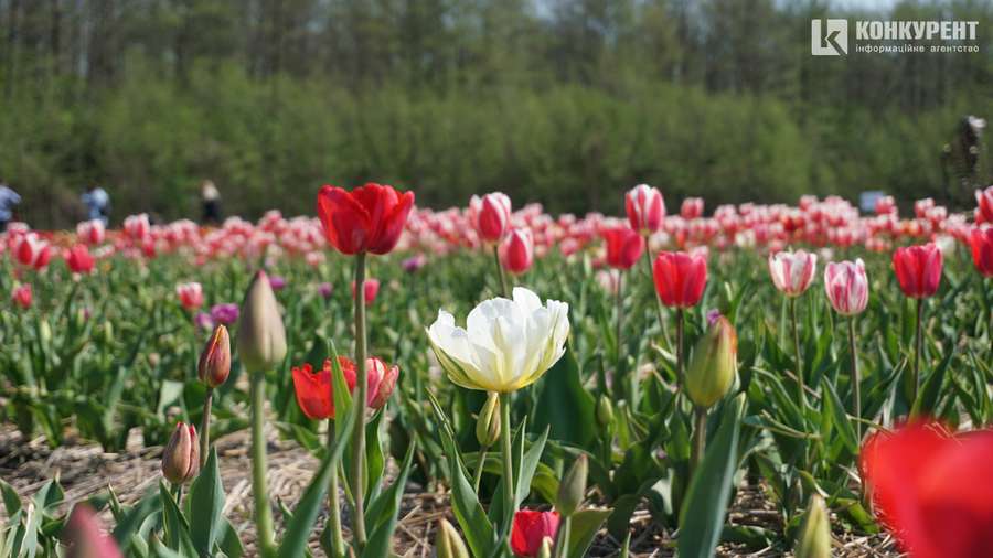 Не тільки тюльпани: чим дивує «Волинська Голландія - 2021» (фото, відео)