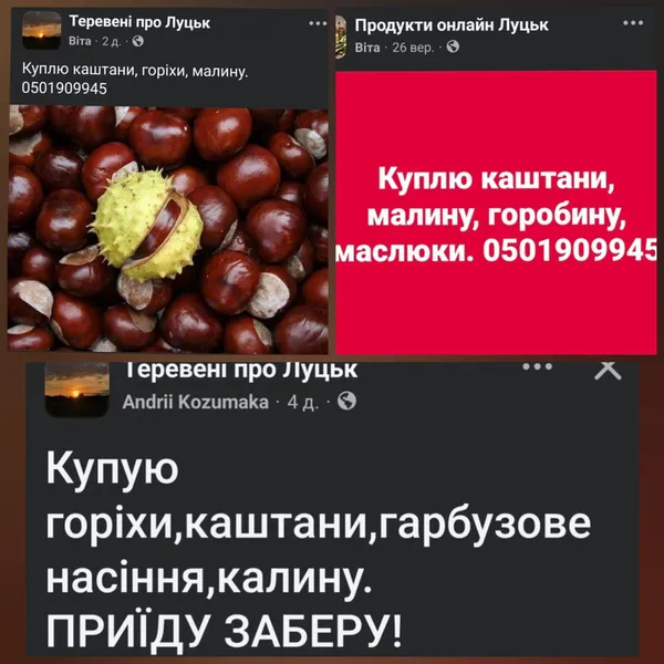 Гроші під ногами: скільки у Луцьку можна заробити на каштанах