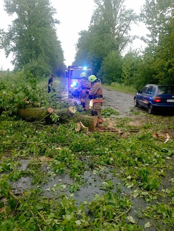 Вирувала негода: на Волині дерево впало на проїжджу частину (фото)