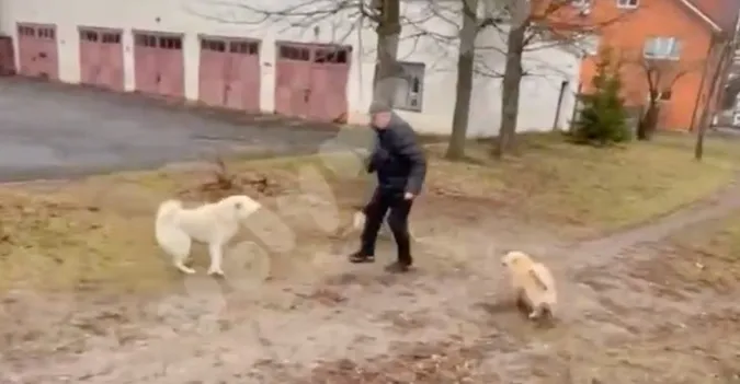На Волині на чоловіка накинулася зграя безпритульних псів (відео)