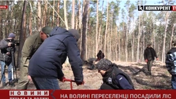 Три тисячі дерев: на Волині переселенці висадили молодий ліс (відео)