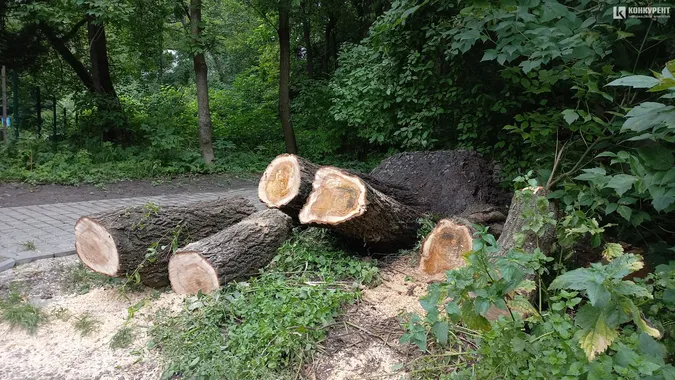 У луцькому ботанічному саду на Шопена падають дерева (фото)