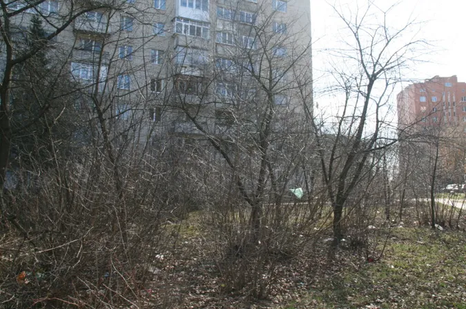 У Луцьку біля храму на Соборності зріжуть 71 дерево