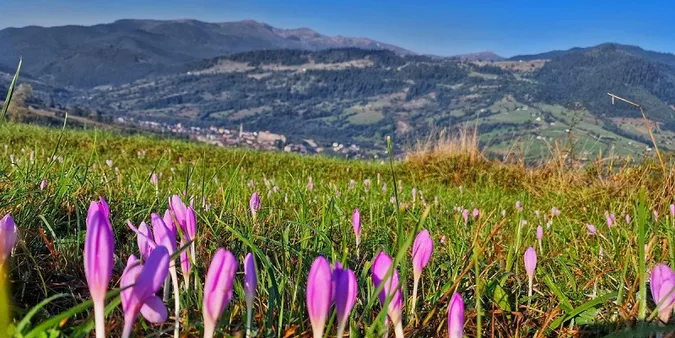 Це – не аномалія: у Карпатах масово квітнуть крокуси (фото)