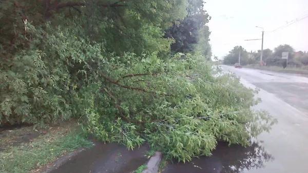 Що наробила негода в Луцьку  (фото, відео)