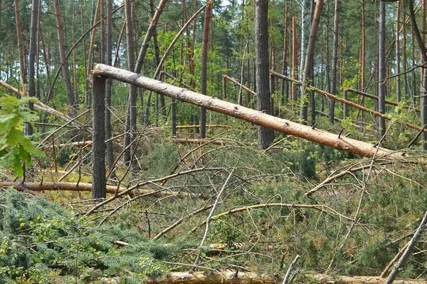 Чим можуть похвалитися лісогосподарські підприємства Волині 