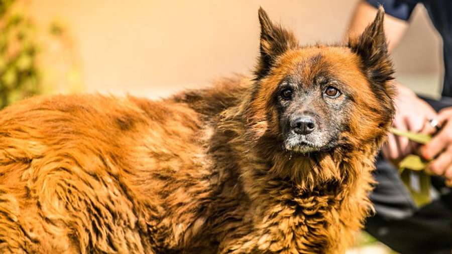 Помер пес Крим, який плакав на руїнах будинку у Дніпрі