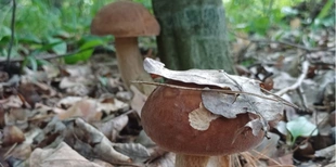 Як намальовані: волинянка «вполювала» повний кошик грибів на Любешівщині (фото)