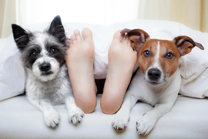 Не завадять вашому сну: 10 порід собак, з якими комфортно спати в одному ліжку