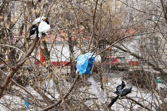 Про свинство