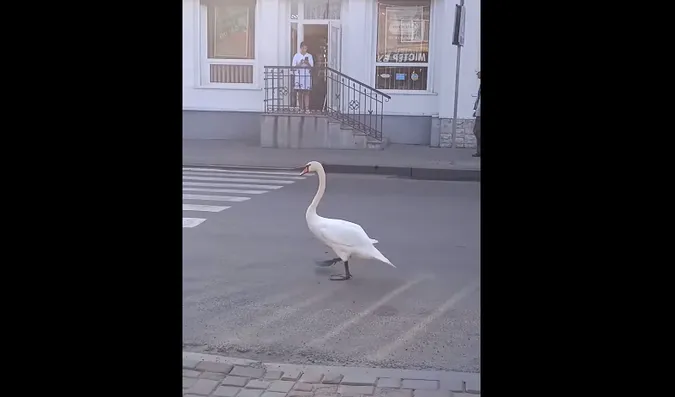 У центрі Рожища гуляв упертий лебідь (відео)