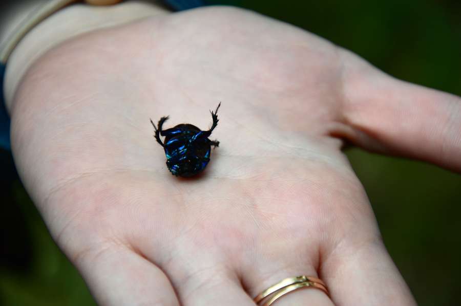 Журналісти досліджували знайденого жука