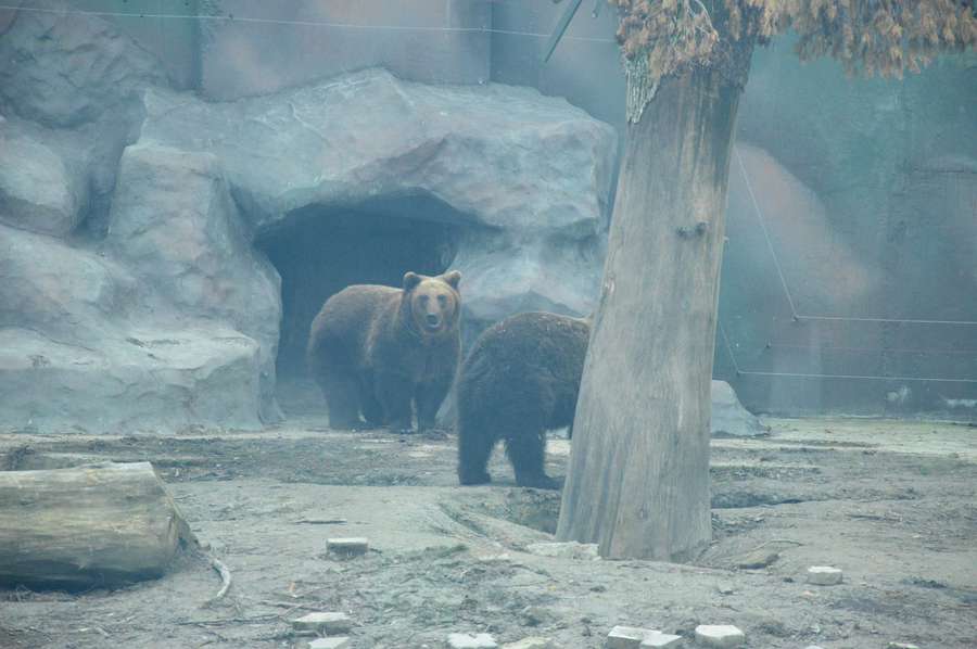 Як «Луцький зоопарк» готується до зими (фото)