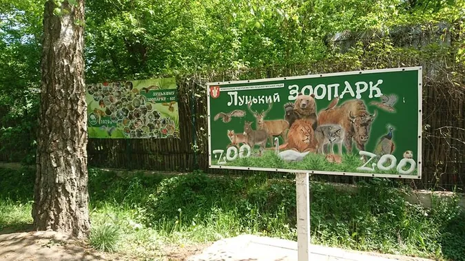Як у Луцькому зоопарку живе нова зірка Браузер (відео)