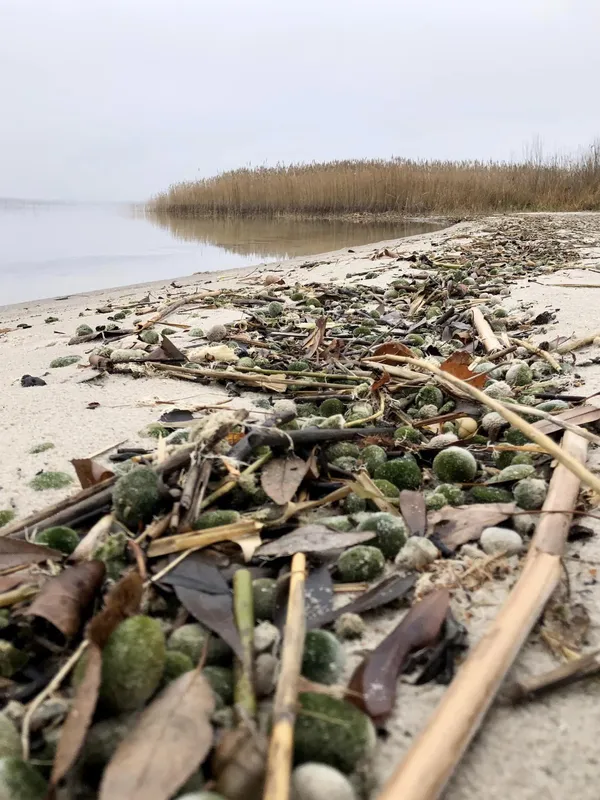 Чому Світязь – одне з найчистіших озер в Україні
