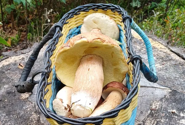На Волині знайшли гриби-гіганти розміром з голову (фото)