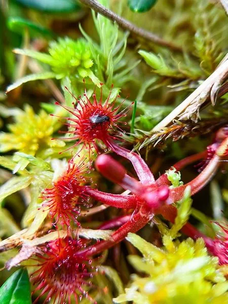 Червонокнижні рослини «захопили» болота нацпарку на Волині (фото)
