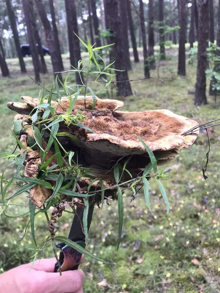 На Волині знайшли гриб-гігант, який лікує біль у суглобах (фото)