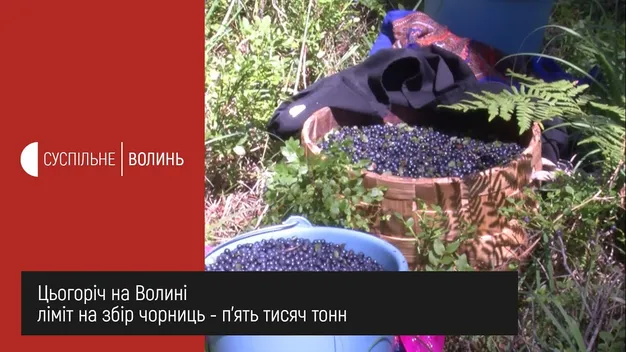 Скільки коштує чорниця на Волині