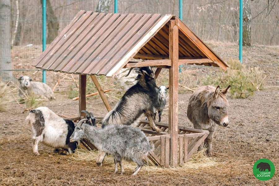 В очікуванні тепла: мешканці Луцького зоопарку проводжають зиму (фото)