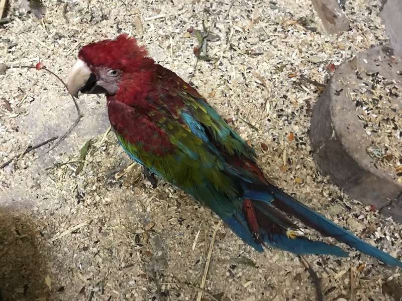 З викрадених із Луцького зоопарку папуг знущалися: один помер (фото 18+)