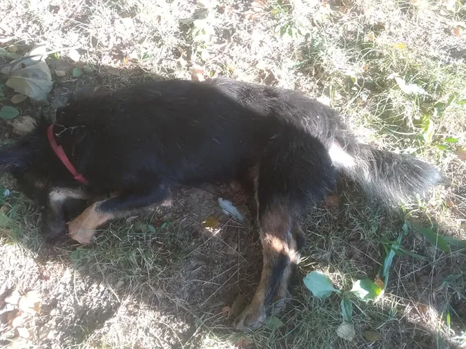 У Луцьку застрелили двох собак. Шукають свідків (фото)