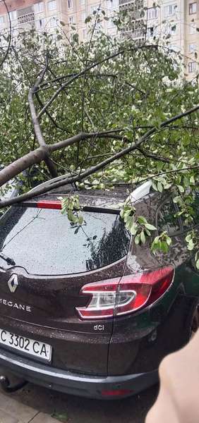 У Луцьку під час негоди дерево впало на автомобіль (фото)
