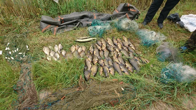 На Волині піймали браконьєра, який ловив червонокнижних карасів (фото)