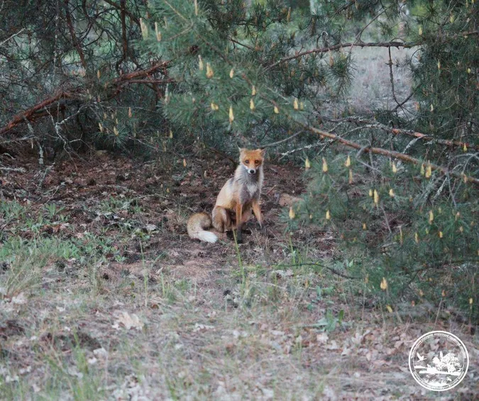 Пильний погляд з-поміж сосен: в районі Чорнобиля зафіксували цікавого хижака  (фото)