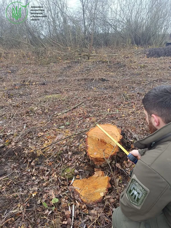 Замість лісу – самі пеньки: на Волині зрізали понад 6 тисяч дерев (фото)