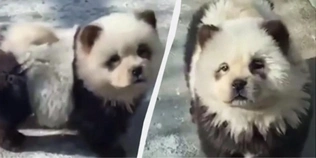 Китайський зоопарк виставив пофарбованих собак під виглядом панд (відео)