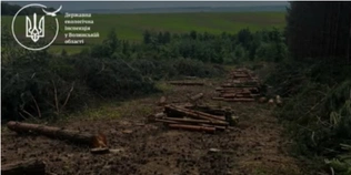 Замість лісу –  380 пнів: на Волині розслідують масштабну вирубку (фото)