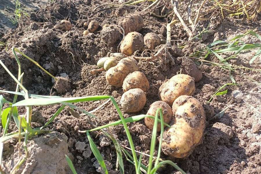 Очікують понад мільйон тонн урожаю: волиняни збирають врожай картоплі (фото)