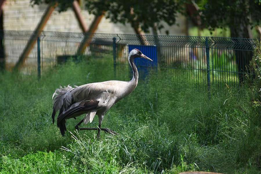 Без птахів – ніяк: пернаті мешканці Луцького зоопарку (фото)
