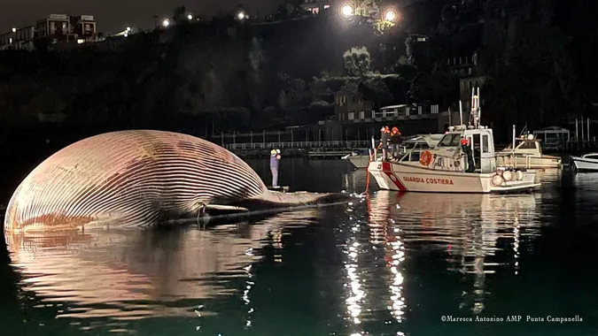 Стане експонатом музею: на узбережжі Італії знайшли 70-тонну тушу кита