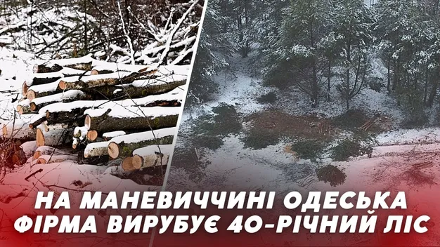 На Маневиччині одеська фірма вирубує 40-річний ліс (відео)