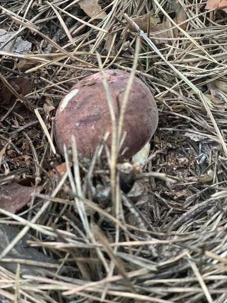«Неочікувано ранні!»: на Волині вже збирають білі гриби (фото, відео)