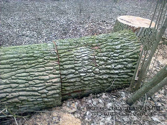 У ківерцівському лісі зловили крадіїв деревини