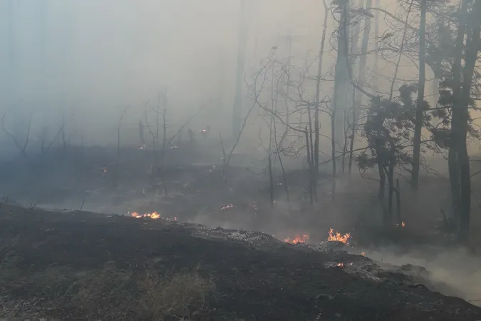 На Харківщині – масштабна пожежа: горить село і 400 га лісу