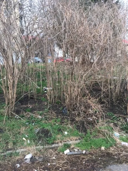 У Луцьку в зарослях оселилися вовки? (фото)